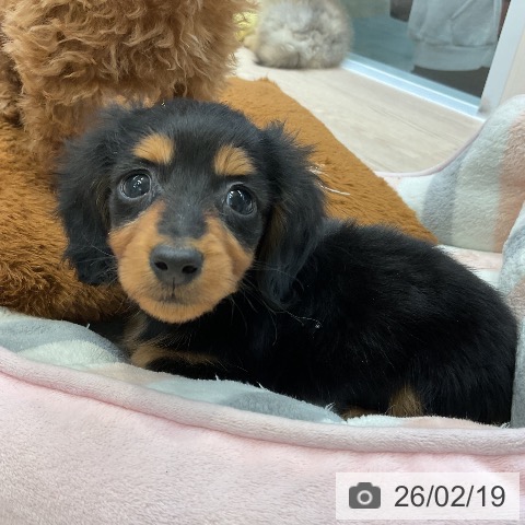 カニーンヘン・ダックスフンドの写真