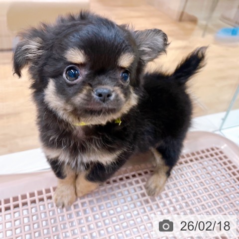 大阪府のチワワ(ロング) (ペットプラス イオン大日店/2025年12月17日生まれ/男の子/ブラックタン)の子犬の3枚目の画像