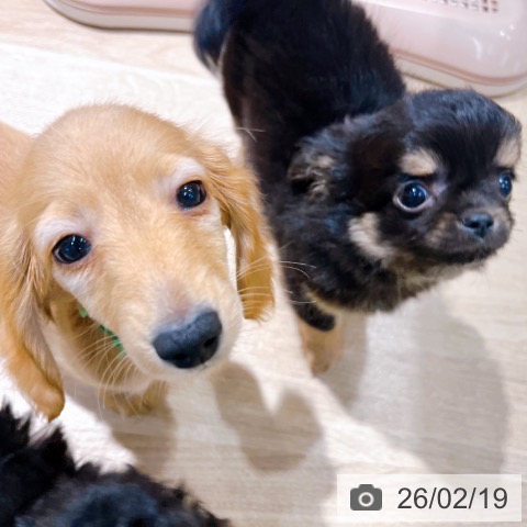 大阪府のチワワ(ロング) (ペットプラス イオン大日店/2025年12月17日生まれ/男の子/ブラックタン)の子犬の4枚目の画像