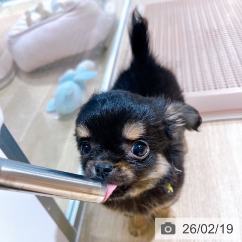 大阪府のチワワ(ロング) (ペットプラス イオン大日店/2025年12月17日生まれ/男の子/ブラックタン)の子犬の3枚目の画像