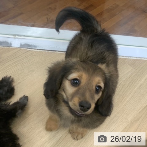 京都府のミニチュアダックスフンド(ロング) (ペットプラス 久御山店/2025年12月16日生まれ/男の子/シェーデットクリーム)の子犬の4枚目の画像