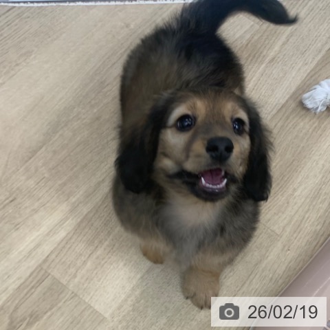 京都府のミニチュアダックスフンド(ロング) (ペットプラス 久御山店/2025年12月16日生まれ/男の子/シェーデットクリーム)の子犬の3枚目の画像