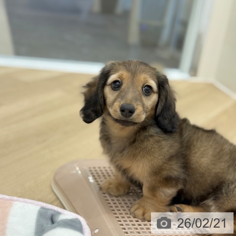 京都府のミニチュアダックスフンド(ロング) (ペットプラス 久御山店/2025年12月16日生まれ/男の子/シェーデットクリーム)の子犬の4枚目の画像