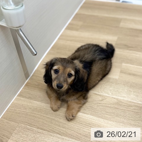 京都府のミニチュアダックスフンド(ロング) (ペットプラス 久御山店/2025年12月16日生まれ/男の子/シェーデットクリーム)の子犬の3枚目の画像