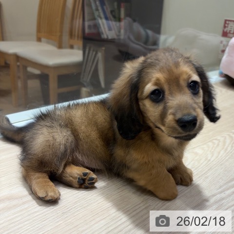 ミニチュア・ダックスフンドの写真