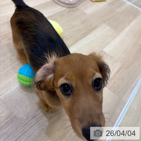 大阪府のミニチュアダックスフンド(ロング) (ペットプラス 堺北花田店/2025年12月16日生まれ/女の子/シェーデットクリーム)の子犬の4枚目の画像