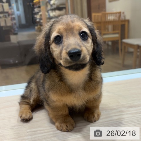 ミニチュア・ダックスフンドの写真