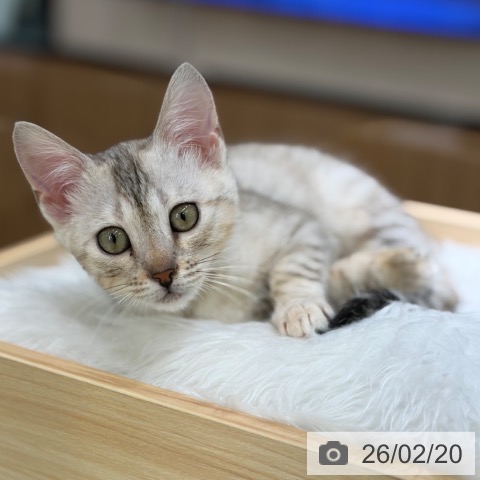 京都府のマンチカン (ペットプラス 京都桂川店/2025年12月5日生まれ/女の子/シルバーパッチドタビー)の子猫の3枚目の画像