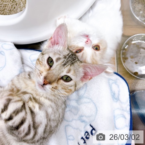 マンチカンの写真