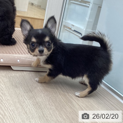 大阪府のチワワ(ロング) (ペットプラス ららぽーと和泉店/2025年12月21日生まれ/女の子/ブラックタンホワイト)の子犬の4枚目の画像