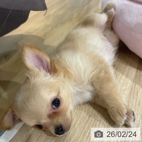 兵庫県のチワワ(ロング) (ペットプラス 神戸三宮店/2025年12月21日生まれ/女の子/ゴールド)の子犬の3枚目の画像