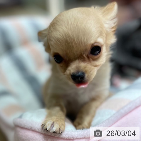 兵庫県のチワワ(ロング) (ペットプラス 神戸三宮店/2025年12月21日生まれ/女の子/ゴールド)の子犬の4枚目の画像