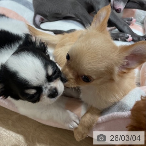 兵庫県のチワワ(ロング) (ペットプラス 神戸三宮店/2025年12月21日生まれ/女の子/ゴールド)の子犬の3枚目の画像