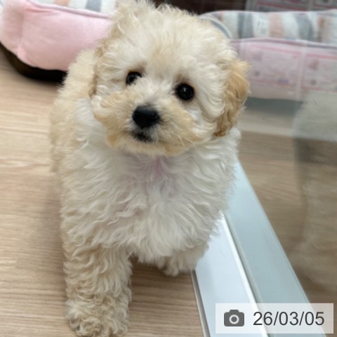 京都府のトイプードル(トイ) (ペットプラス 京都桂川店/2025年12月21日生まれ/女の子/ホワイト)の子犬の4枚目の画像