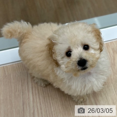 京都府のトイプードル(トイ) (ペットプラス 京都桂川店/2025年12月21日生まれ/女の子/ホワイト)の子犬の3枚目の画像