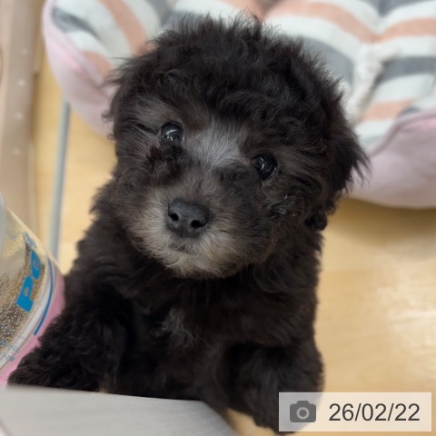 京都府のトイプードル(トイ) (ペットプラス 醍醐店/2025年12月18日生まれ/男の子/グレー)の子犬の4枚目の画像