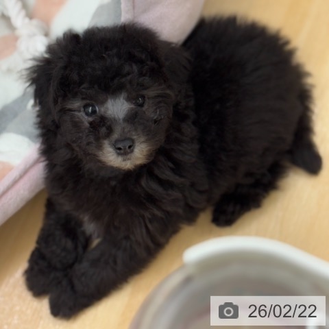 京都府のトイプードル(トイ) (ペットプラス 醍醐店/2025年12月18日生まれ/男の子/グレー)の子犬の3枚目の画像