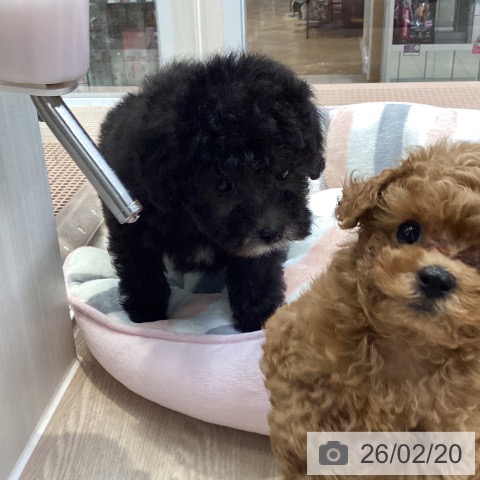 トイ・プードルの写真