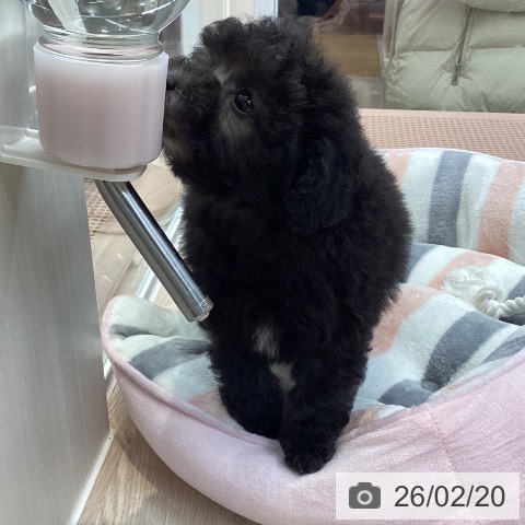 トイ・プードルの写真