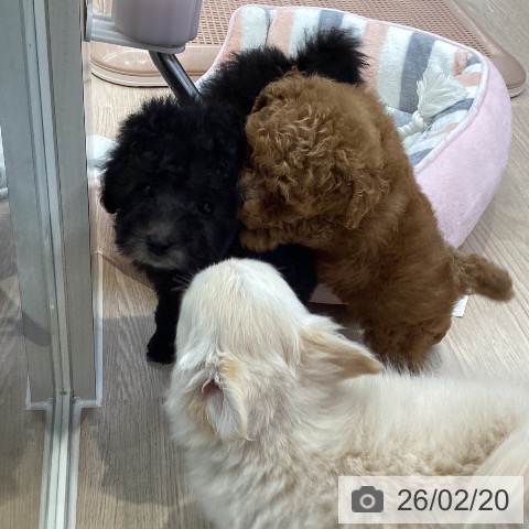 トイ・プードルの写真