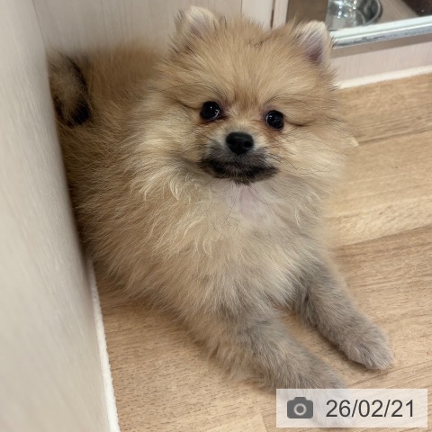 ポメラニアンの写真