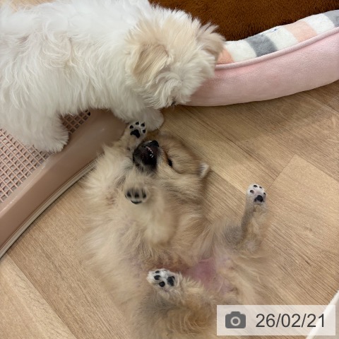 ポメラニアンの写真