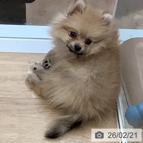 ポメラニアンの写真
