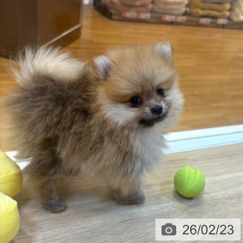 京都府のポメラニアン (ペットプラス イオンモールKYOTO店/2025年12月12日生まれ/男の子/オレンジセーブル)の子犬の4枚目の画像