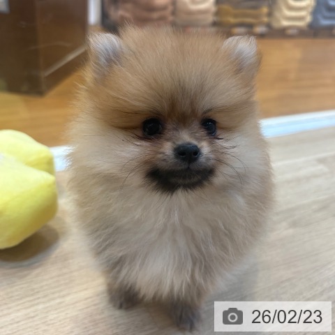 京都府のポメラニアン (ペットプラス イオンモールKYOTO店/2025年12月12日生まれ/男の子/オレンジセーブル)の子犬の3枚目の画像