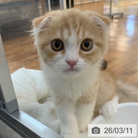 京都府のスコティッシュフォールド (ペットプラス 久御山店/2025年12月6日生まれ/女の子/レッドマッカレルタビーホワイト)の子猫の4枚目の画像