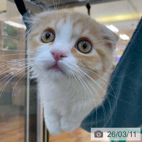 京都府のスコティッシュフォールド (ペットプラス 久御山店/2025年12月6日生まれ/女の子/レッドマッカレルタビーホワイト)の子猫の3枚目の画像