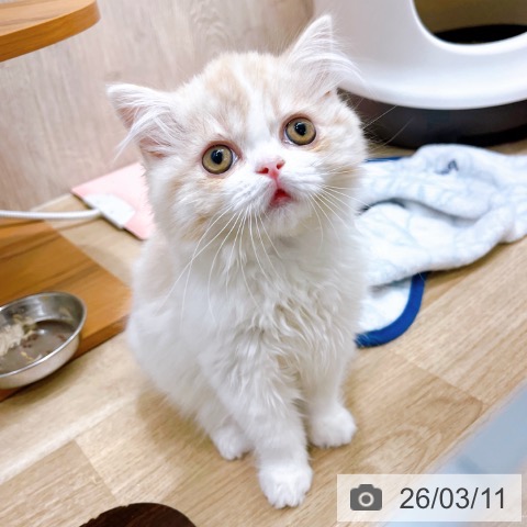 兵庫県のスコティッシュフォールド (ペットプラス 姫路大津店/2025年12月19日生まれ/女の子/クリームタビーホワイト)の子猫の4枚目の画像