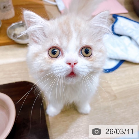 兵庫県のスコティッシュフォールド (ペットプラス 姫路大津店/2025年12月19日生まれ/女の子/クリームタビーホワイト)の子猫の3枚目の画像