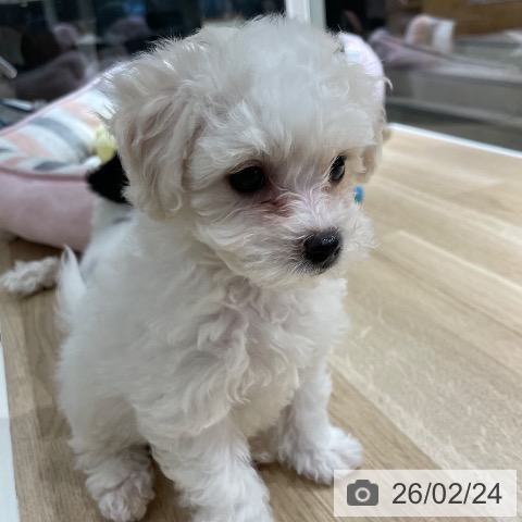 兵庫県のビションフリーゼ (ペットプラス 神戸三宮店/2025年12月14日生まれ/男の子/ホワイト)の子犬の4枚目の画像