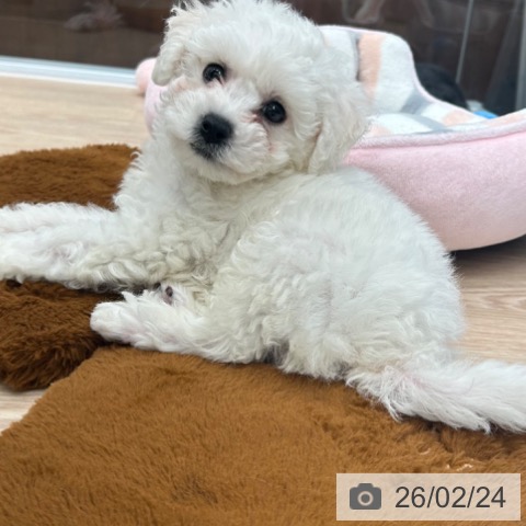 京都府のビションフリーゼ (ペットプラス 京都桂川店/2025年12月14日生まれ/男の子/ホワイト)の子犬の4枚目の画像