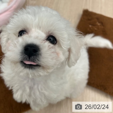 京都府のビションフリーゼ (ペットプラス 京都桂川店/2025年12月14日生まれ/男の子/ホワイト)の子犬の3枚目の画像