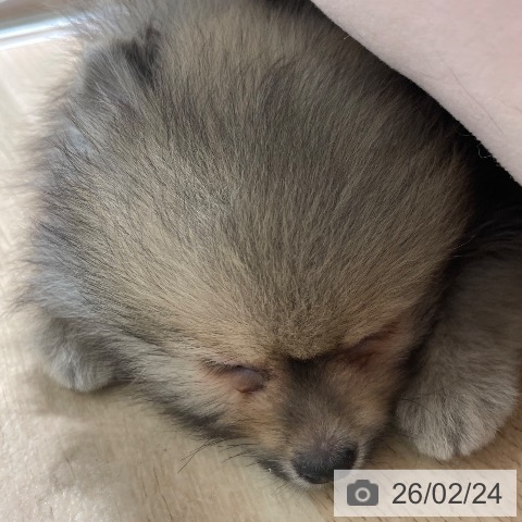 兵庫県のポメラニアン (ペットプラス 神戸三宮店/2025年12月17日生まれ/男の子/オレンジセーブル)の子犬の3枚目の画像