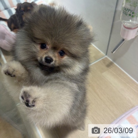 兵庫県のポメラニアン (ペットプラス 神戸三宮店/2025年12月17日生まれ/男の子/オレンジセーブル)の子犬の4枚目の画像
