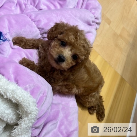 奈良県のトイプードル(トイ) (ペットプラス 大和郡山店/2025年12月24日生まれ/男の子/アプリコット)の子犬の3枚目の画像