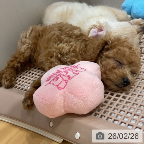 奈良県のトイプードル(トイ) (ペットプラス 大和郡山店/2025年12月24日生まれ/男の子/アプリコット)の子犬の3枚目の画像