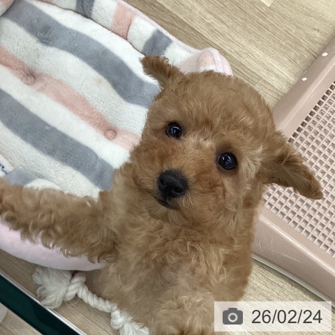 大阪府のトイプードル(トイ) (ペットプラス りんくう泉南店/2025年12月24日生まれ/女の子/アプリコット)の子犬の3枚目の画像