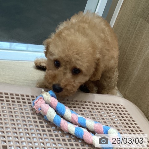 和歌山県のトイプードル(トイ) (ペットプラス 和歌山店/2025年12月24日生まれ/女の子/アプリコット)の子犬の4枚目の画像