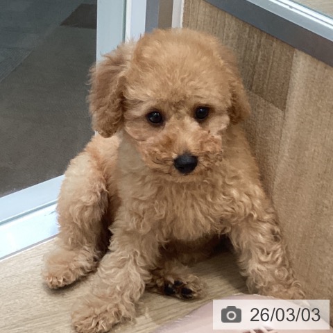 和歌山県のトイプードル(トイ) (ペットプラス 和歌山店/2025年12月24日生まれ/女の子/アプリコット)の子犬の3枚目の画像