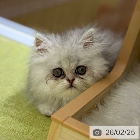 京都府のエキゾチック (ペットプラス 京都桂川店/2025年12月16日生まれ/女の子/シルバーパッチドタビー)の子猫の3枚目の画像