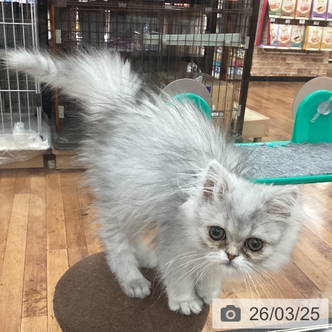 エキゾチックの写真