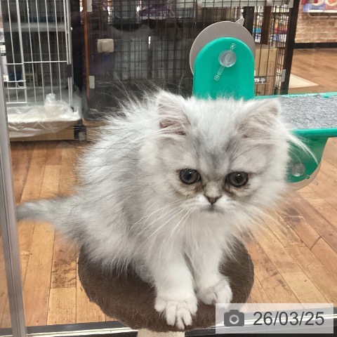 京都府のエキゾチック (ペットプラス 久御山店/2025年12月16日生まれ/女の子/シルバーパッチドタビー)の子猫の4枚目の画像