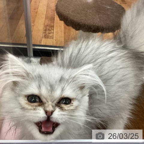 京都府のエキゾチック (ペットプラス 久御山店/2025年12月16日生まれ/女の子/シルバーパッチドタビー)の子猫の3枚目の画像