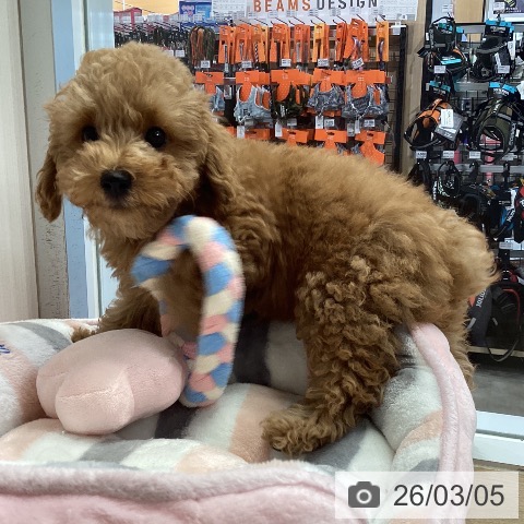 トイ・プードルの写真