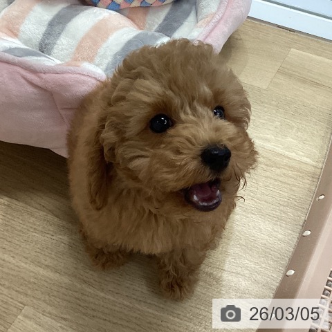 トイ・プードルの写真