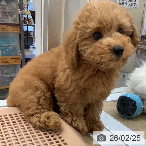 兵庫県のトイプードル(トイ) (ペットプラス 明石店/2025年12月16日生まれ/男の子/レッドフォーン)の子犬の4枚目の画像